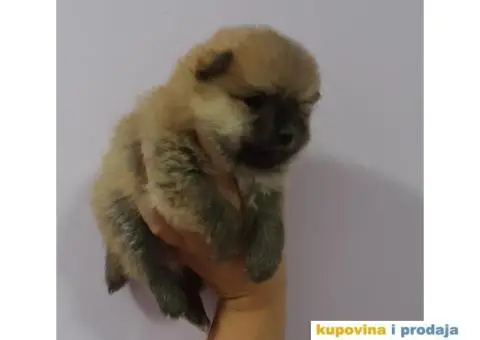 Stenci pomeranskog spica - mali medvedici - 2/3