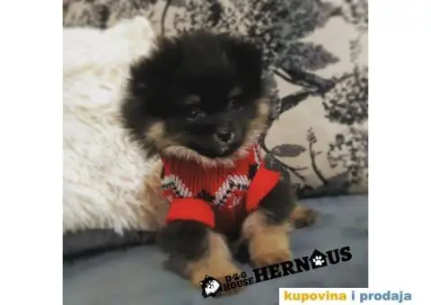 POMERANCI - muzjak i zenka - 1/9