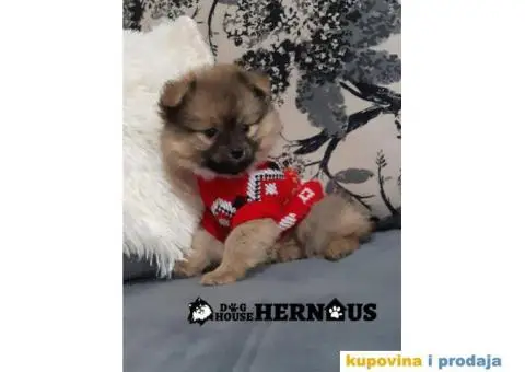 POMERANCI - muzjak i zenka - 2/9