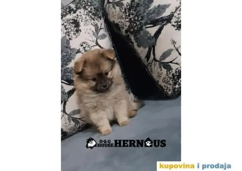 POMERANCI - muzjak i zenka - 3/9