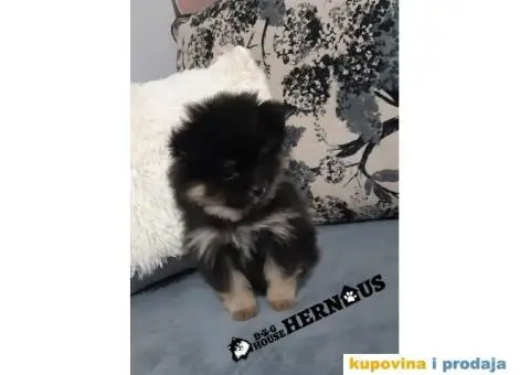 POMERANCI - muzjak i zenka - 5/9