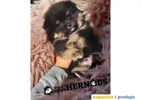 POMERANCI - muzjak i zenka - 6/9