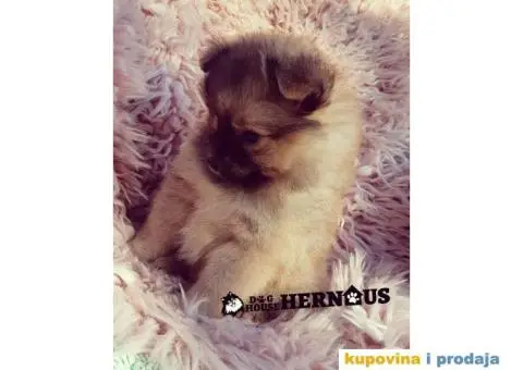 POMERANCI - muzjak i zenka - 7/9