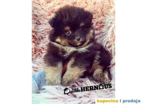 POMERANCI - muzjak i zenka - 8/9