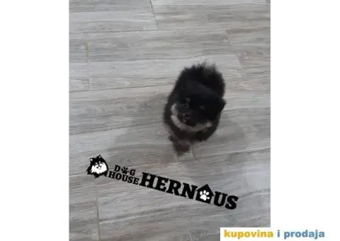 POMERANCI - muzjak i zenka - 9/9