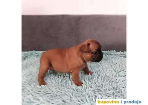 Stenci FRANCUSKOG BULDOGA, na prodaju - 2/10