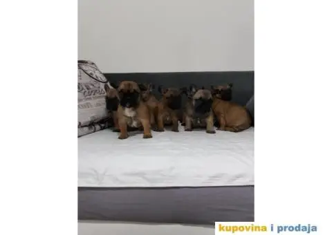 Stenci FRANCUSKOG BULDOGA, na prodaju - 3/10