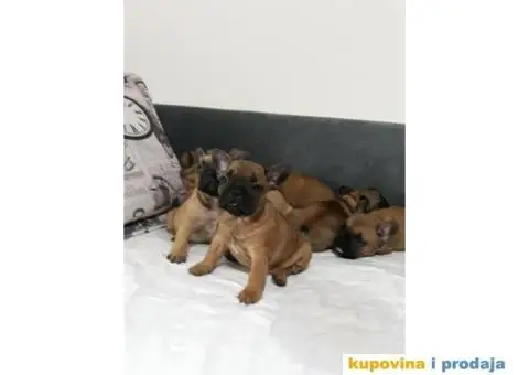 Stenci FRANCUSKOG BULDOGA, na prodaju - 4/10