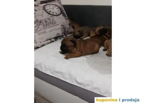 Stenci FRANCUSKOG BULDOGA, na prodaju - 5/10