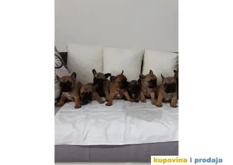 Stenci FRANCUSKOG BULDOGA, na prodaju - 7/10