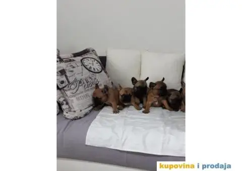 Stenci FRANCUSKOG BULDOGA, na prodaju - 8/10