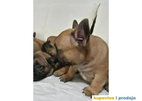 Stenci FRANCUSKOG BULDOGA, na prodaju - 9/10