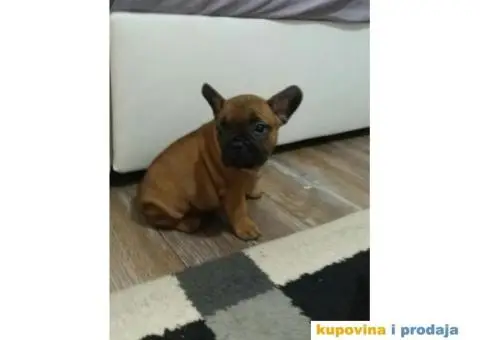 Stenci FRANCUSKOG BULDOGA, na prodaju - 10/10