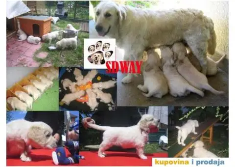 SDWAY GOLDEN Retriver - 1/6