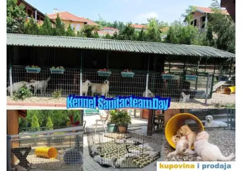 SDWAY GOLDEN Retriver - 2/6