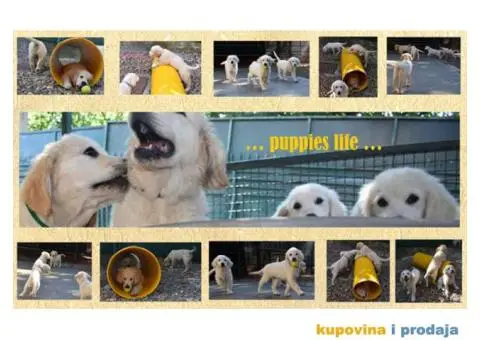 SDWAY GOLDEN Retriver - 3/6