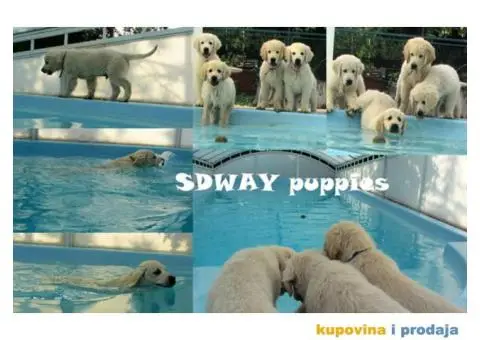 SDWAY GOLDEN Retriver - 4/6