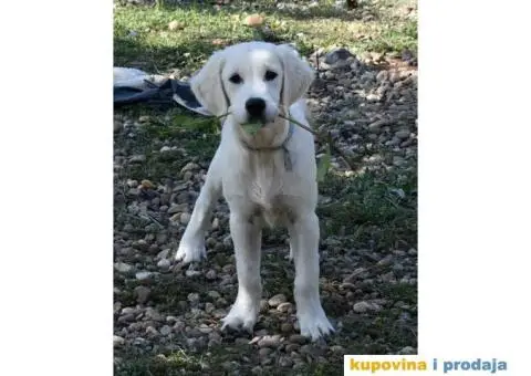 SDWAY GOLDEN Retriver - 5/6