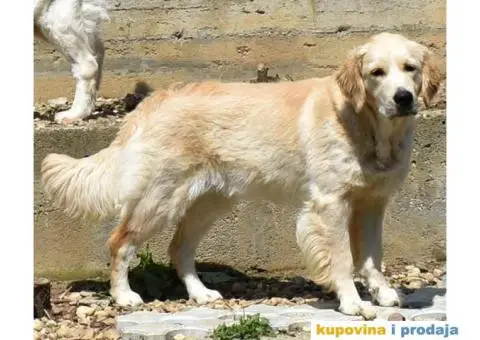 SDWAY GOLDEN Retriver - 6/6