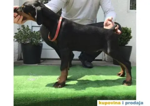 Stenci DOBERMANA vrhunskog porekla - 1/9