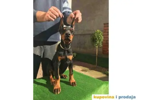 Stenci DOBERMANA vrhunskog porekla - 2/9
