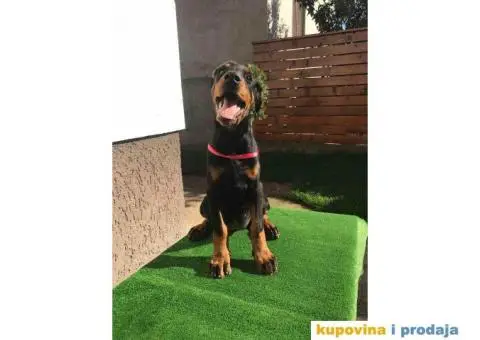 Stenci DOBERMANA vrhunskog porekla - 4/9