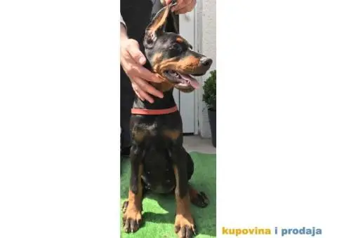 Stenci DOBERMANA vrhunskog porekla - 6/9
