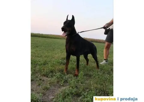 Stenci DOBERMANA vrhunskog porekla - 8/9