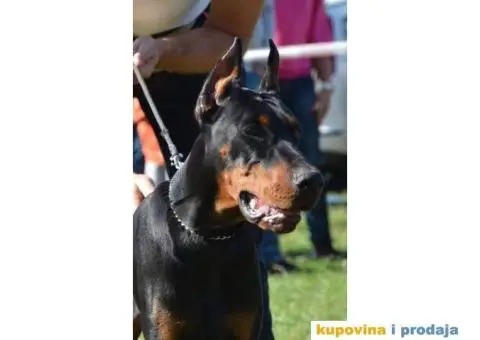 Stenci DOBERMANA vrhunskog porekla - 9/9