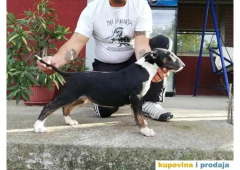 Dve ženke BULTERIJERA - 1/4