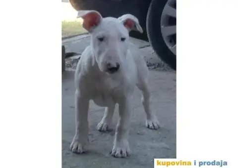 Dve ženke BULTERIJERA - 2/4