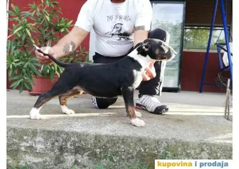 Dve ženke BULTERIJERA - 3/4