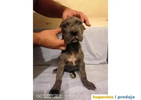 Cane Corso - 4/10