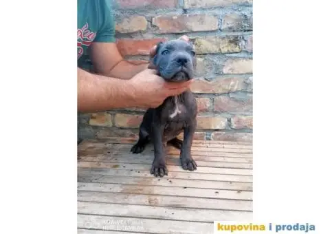 Cane Corso - 5/10