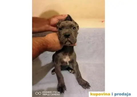 Cane Corso - 6/10