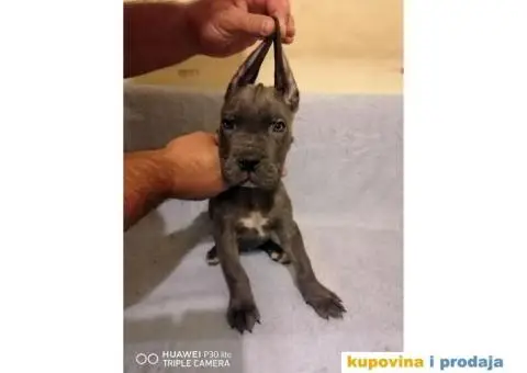 Cane Corso - 9/10