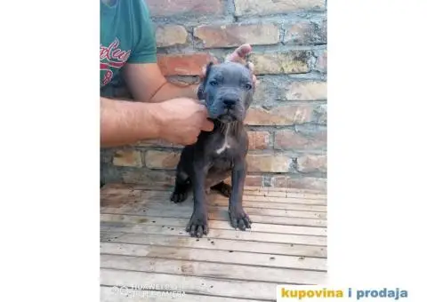 Cane Corso - 10/10
