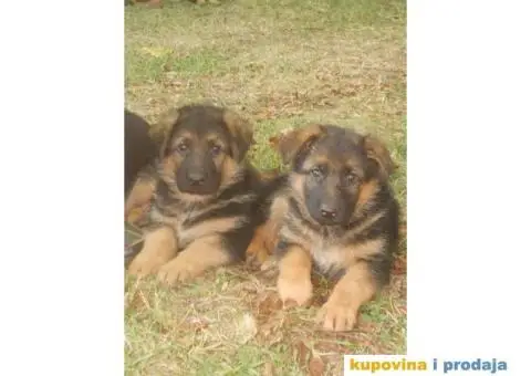 Prodajem štence nemačkog ovčara - 1/8