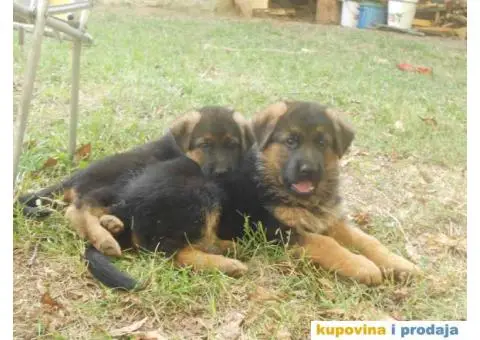 Prodajem štence nemačkog ovčara - 2/8