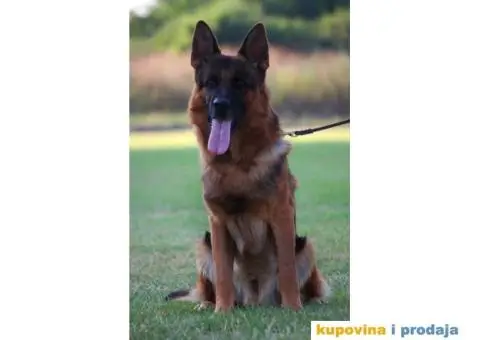 Prodajem štence nemačkog ovčara - 3/8