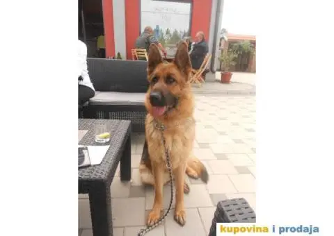 Prodajem štence nemačkog ovčara - 4/8