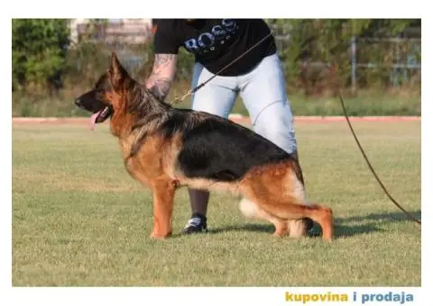 Prodajem štence nemačkog ovčara - 5/8