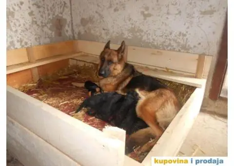 Prodajem štence nemačkog ovčara - 6/8