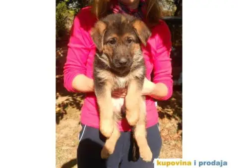 Prodajem štence nemačkog ovčara - 7/8