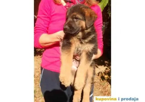 Prodajem štence nemačkog ovčara - 8/8