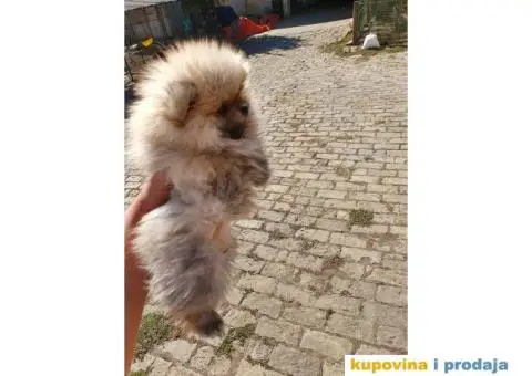 Na prodaju štenci POMERANSKOG Spica - 1/5