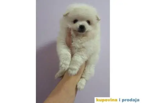 Na prodaju štenci POMERANSKOG Spica - 4/5