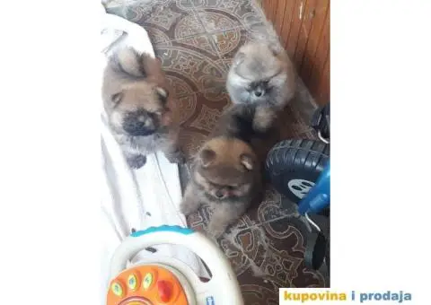 Na prodaju štenci POMERANSKOG Spica - 5/5