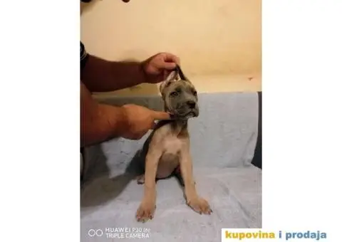 Cane Corso - 2/4