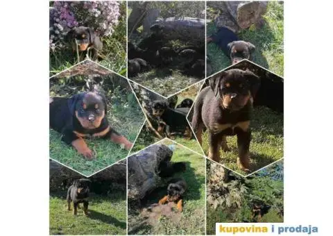 Na prodaju štenci ROTVAJLERA i odrasli psi - 1/5